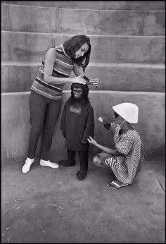 CIBASS el planeta de los simios trece