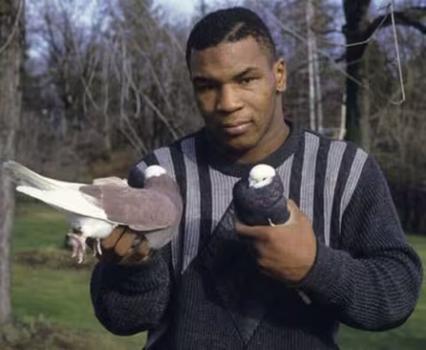 CIBASS Mike Tyson siete