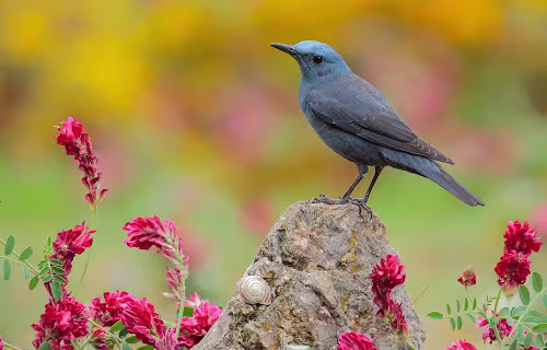 Blue rock thrush