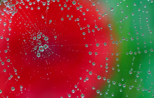 Spider web and dew, El Bosque (Spain)